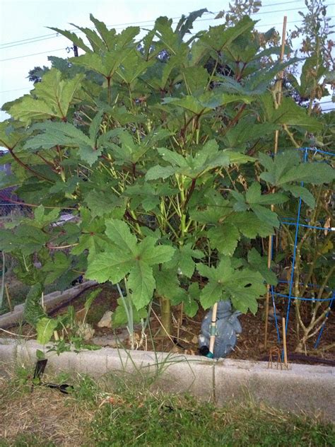 check out my Okra tree - this is a single Red Burgundy plant that had way too much nitrogen ...