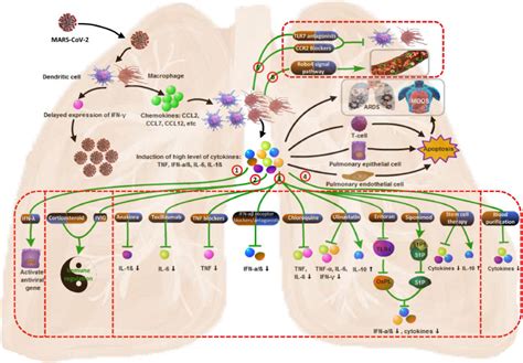 The pathogenesis and treatment of the `Cytokine Storm' in COVID-19 ...