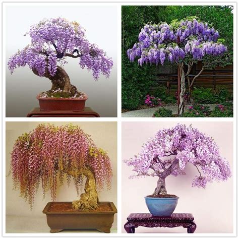 Buy hua xian zi 30 Pack - Bonsai Tree Chinese Wisteria Tree , Highly Prized Flowering Bonsai ...