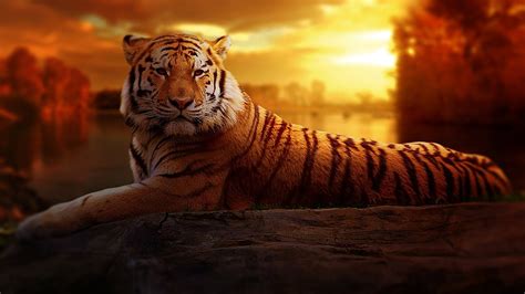 Tiger Sunset Fantasy · Free photo on Pixabay