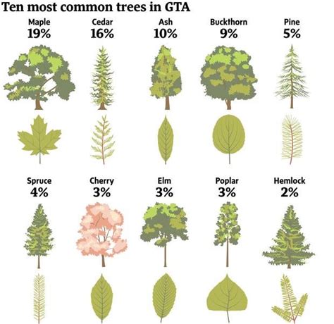 An urban forest in crisis: Why tree selection is important for Toronto’s canopy | Types of ...