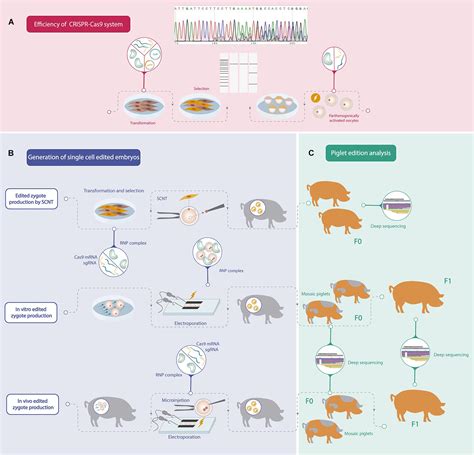 Frontiers | Practical Approaches for Knock-Out Gene Editing in Pigs