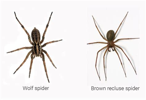 Wolf Spider Vs Brown Recluse Spider | The Best Porn Website