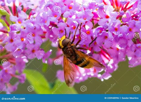 Volucella Zonaria, Hornet Mimic Hoverfly, Feeding On Purple Buddleja Davidii Royalty-Free Stock ...