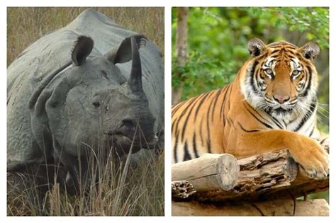 Rhino vs. Tiger: Who would win? Power Comparison 2023