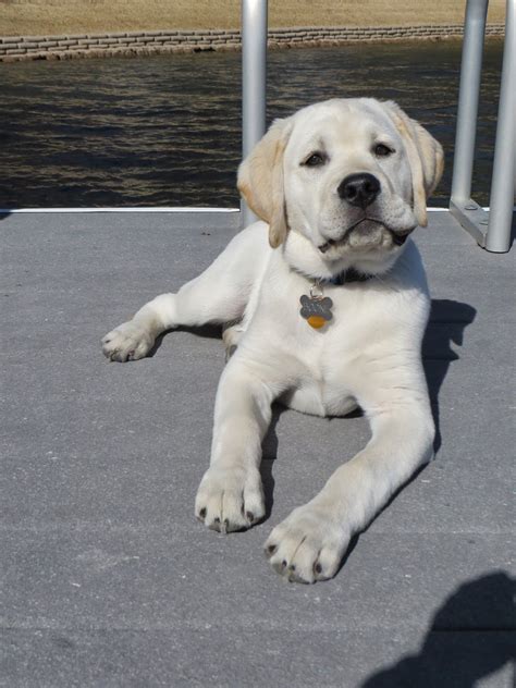 English Chocolate Lab Puppies With Blue Eyes