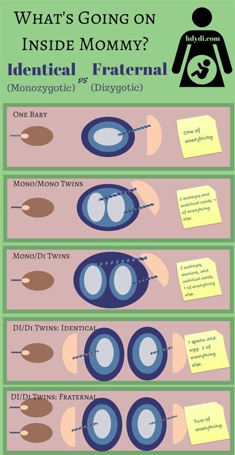 Identical Twins Ultrasound 11 Weeks