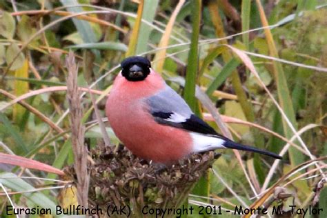 Eurasian Bullfinch