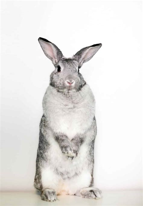 Giant Chinchilla Rabbit (Size, Color, Temperament, Behavior)