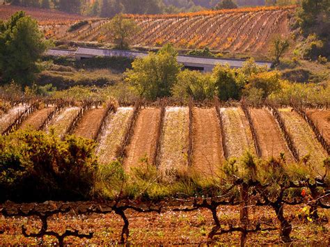 Penedes Wine Tours from Barcelona