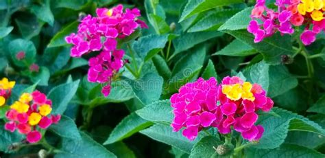 Colorful Lantana Flowers with a Butterfly Stock Image - Image of plant, growing: 163679741