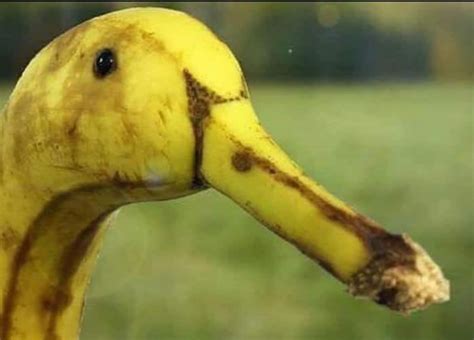 Banana Duck🤣 | Funny fruit, Funny vegetables, Things with faces