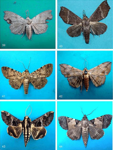 Noctuoid moths of Western Ghats. 39. Hyperlopha cristifera. 40. Savara... | Download Scientific ...