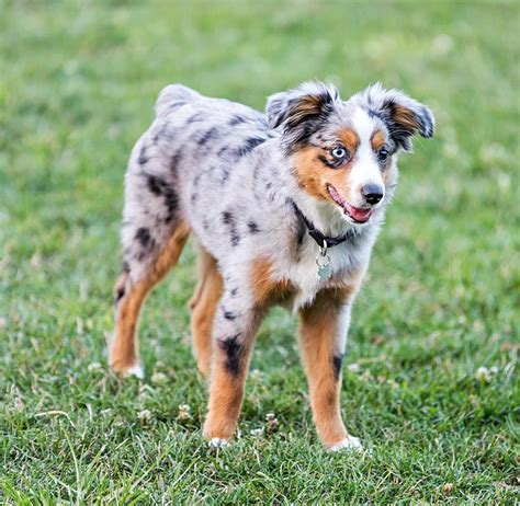 Miniature American Shepherd Dog Breed Information and Characteristics