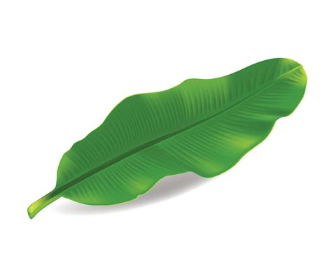 Fresh whole banana leaf isolated on white background 8921659 Vector Art ...