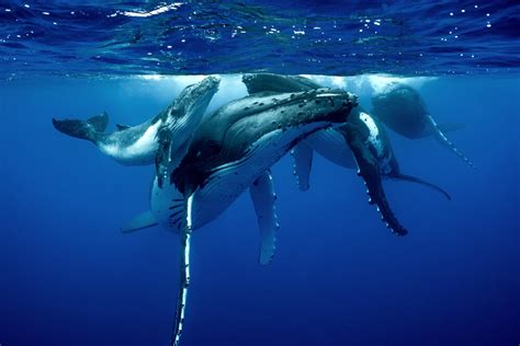 Humpback Whale Breeding