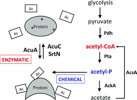 Protein lysine acetylation is carried out by either enzymatic or... | Download Scientific Diagram