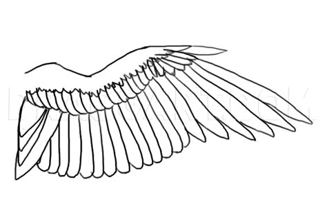 How to Draw a Bird Wing, Coloring Page, Trace Drawing