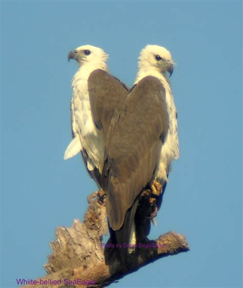 Denis Degullacion | Birding | Digiscoping | Photography |: White-bellied Sea Eagle