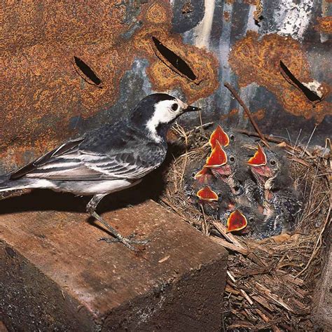 The-Pied-Wagtail-nest - Dairy Diary