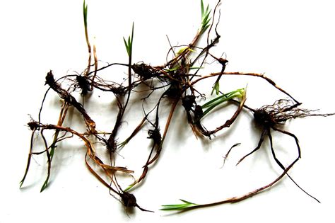 bermuda grass rhizomes 5 | Sam Sanford | Flickr