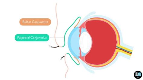 Conjunctiva Anatomy - Anatomy Reading Source