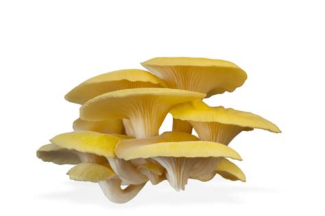 Golden Oyster Mushrooms (Fresh) - Mendham Mushrooms