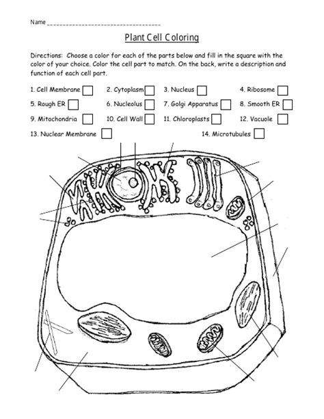 Plant Cell Coloring Worksheet Download Printable PDF | Templateroller