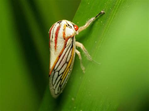 4 Astonishing Treehopper Species You Should See - WhatDeWhat