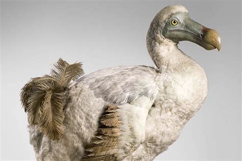 In Photos: Animal Taxidermies Are Uncannily Lifelike | Live Science