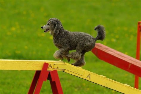 12 dog competitions, explained