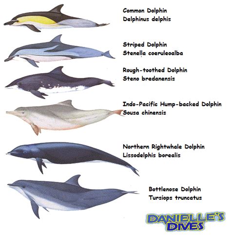 Creature Feature – Types of Dolphins plus 20 Dolphin Facts | Dolphin ...