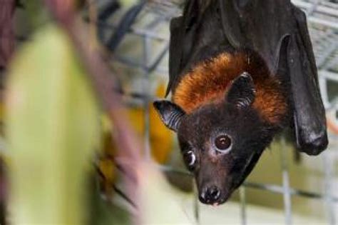 Bats’ Immunity Against Deadly Viruses Linked To Their Ability To Fly | Asian Scientist Magazine ...