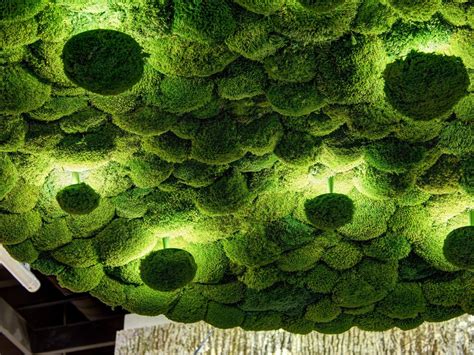 green moss balls are hanging from the ceiling
