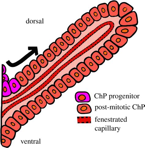 Schematic depiction of choroid plexus anatomy at E14.5. The ChPs are... | Download Scientific ...