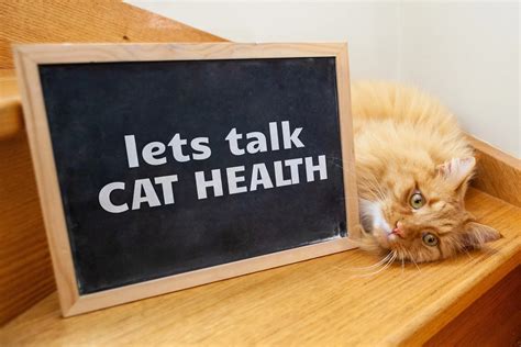 Navigating Cat Health: A Comprehensive Guide to 8 Common Cat Health Issues