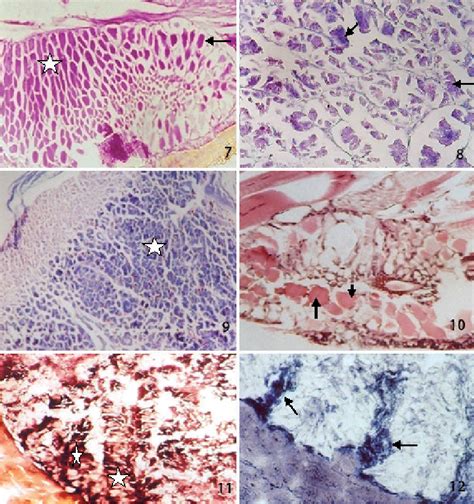 Figure 7-12 from Histology and histochemistry of the venom apparatus of the centipede ...