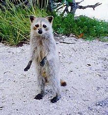 Raccoon - Wikipedia