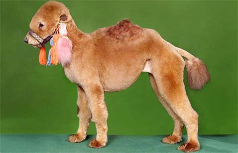 11 Dogs That Groomed to look like Other Animals. | HubPages