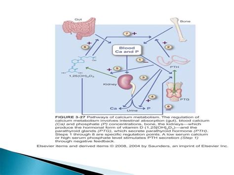 Calcium & factors affecting absortion of it