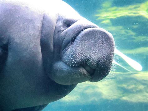 Starving Manatees Will Face Another Rough Winter Next Season | The ...