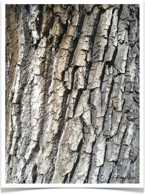 Plains Cottonwood – Identify by Bark | Boulder Tree Care - Pruning ...