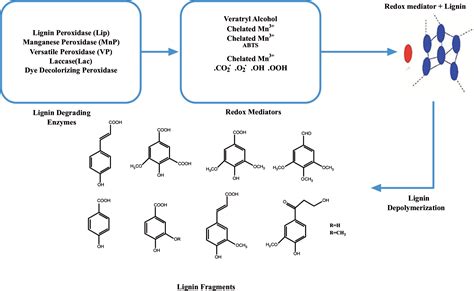 Mechanisms of Lignin-Degrading Enzymes | Bentham Science