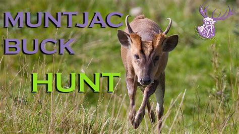 TROPHY MUNTJAC BUCK HUNT - YouTube