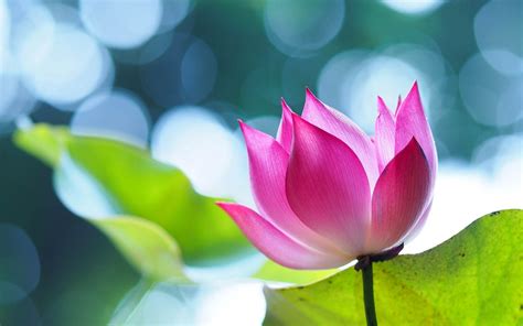 Beautiful Lotus Wallpapers