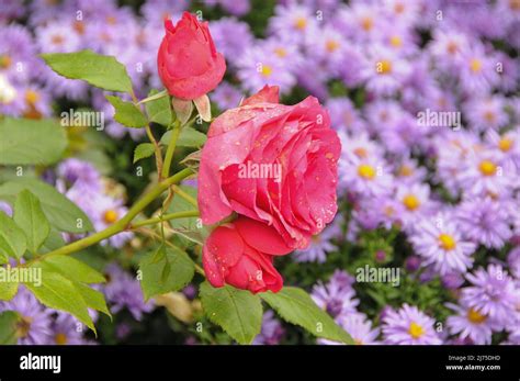 the lake constance in germany Stock Photo - Alamy