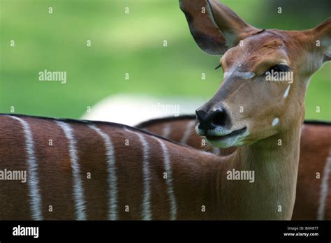 Nyala Antelope Stock Photo - Alamy