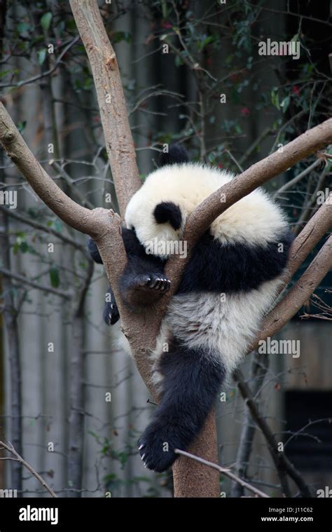 Baby panda sleep tree hi-res stock photography and images - Alamy