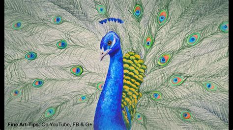 Peacock Pencil Drawing Colour Images - bestpencildrawing