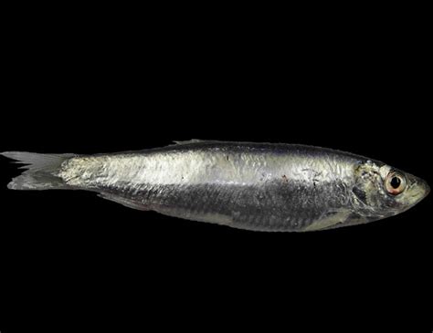 European Sprat Fish: Characteristics, Diet, Uses